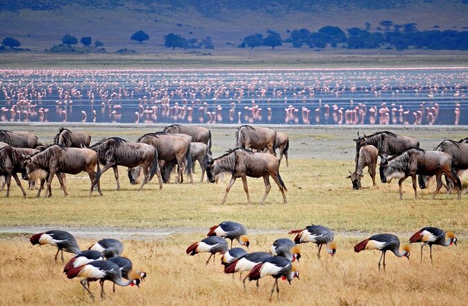 3-Days Tanzania Safari Tours - Tour Itinerary