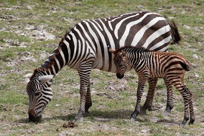 3 Days Tsavo East & Amboseli (2 Nights) - Itinerary Highlights