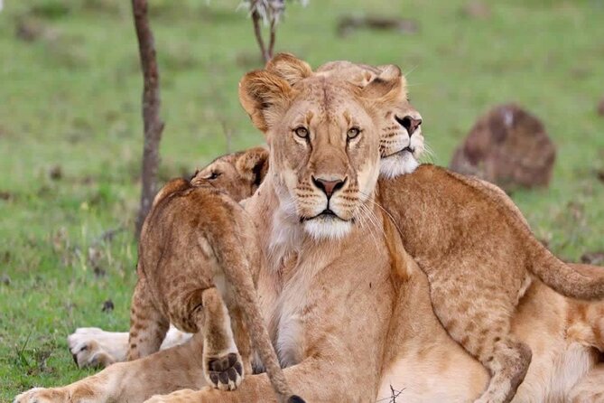 3 Days Tsavo East & West Safari From Diani Beach Mombasa - Booking and Cancellation Policy