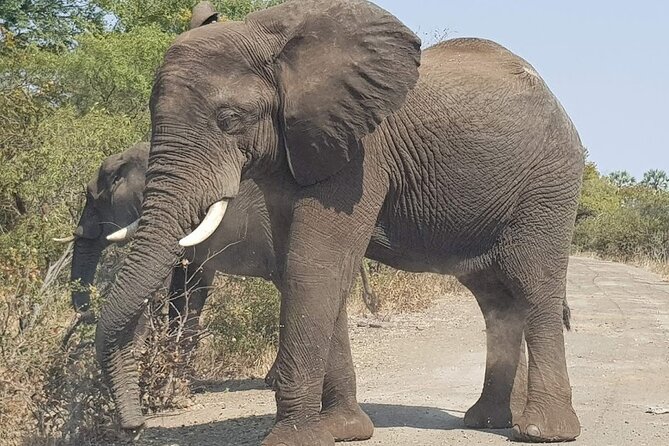 2 Best 3 Hour Tours and Experiences in Livingstone