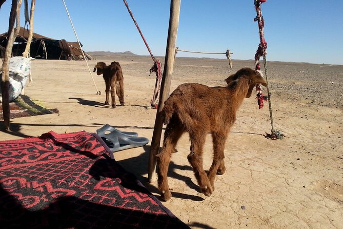 3 Hours by 4×4 in Merzouga Desert, Visit Nomads, Gnawa Music.
