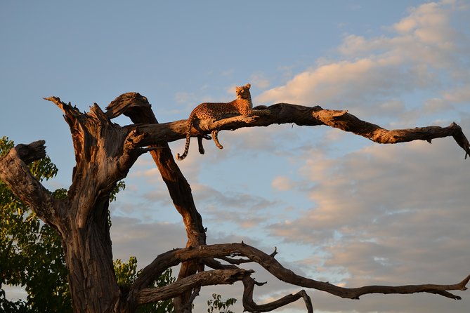 3 Hrs Game Drive in Chobe National Park - Booking Information