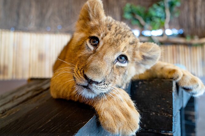 3 in 1 Fun With Viaport Theme Park With Aquarium and Lion Park - Cancellation Policy