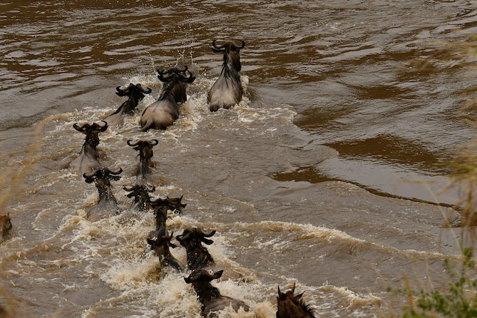 3days Masai Mara Private Safari With a 4x4 Land Cruiser Jeep - Accommodation and Meals Included