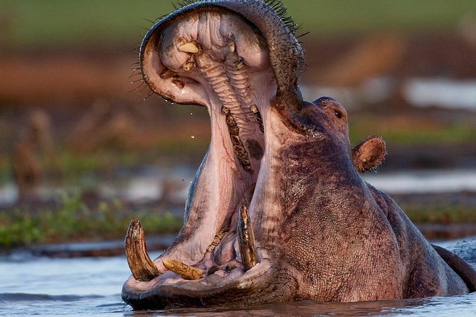 4 Day: Astonishing Group Safari - Safari Itinerary Highlights