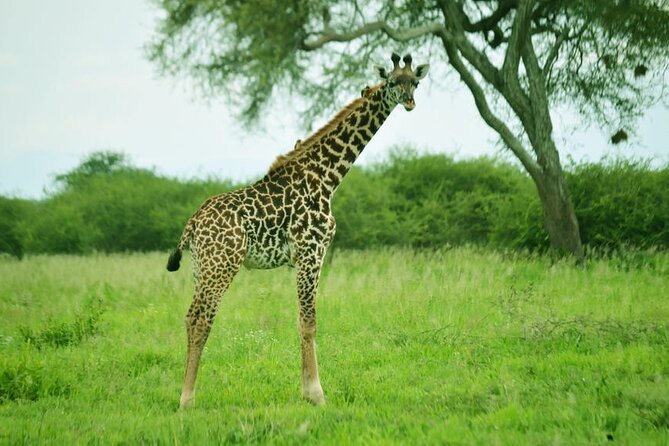 4-Day Camping on the Big Five Private Safari - Package Details and Inclusions