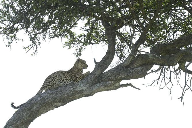 4-Day Camping Safari Including Serengeti & Ngorongoro