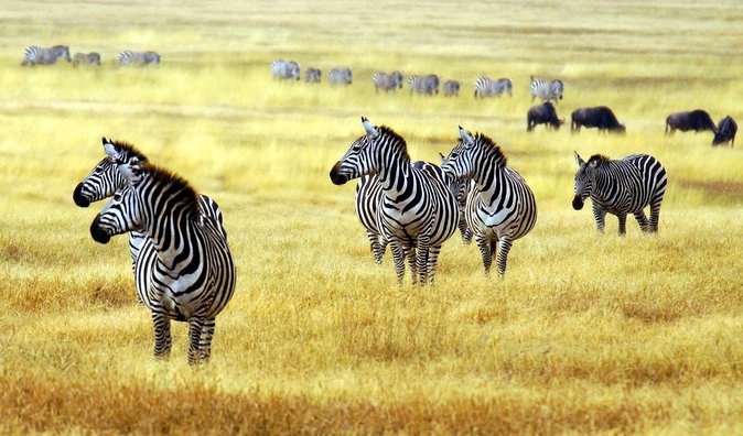 4 Day Joined Group Safari Ngorongoro, Manyara,Tarangire and Arusha National Park - Accommodation and Amenities Provided