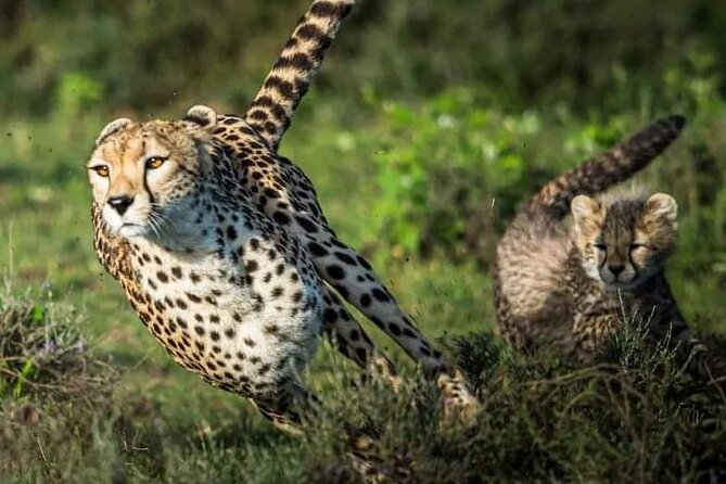 4-Day Majestic Group Tour in Safari - Tour Overview