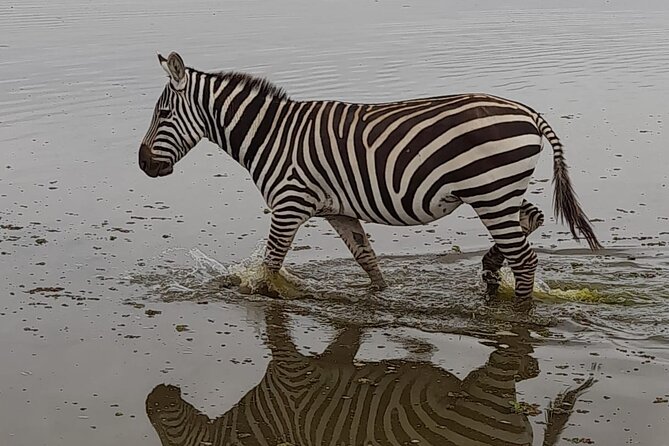 4-Day Masai Mara and Lake Nakuru Safari From Nairobi - Safari Highlights