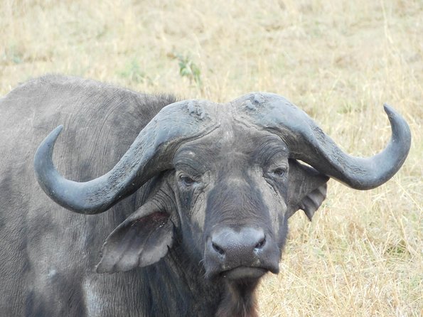 4 Day Private Masai Mara National Reserve & Lake Nakuru National Park Safari - Safari Itinerary Highlights