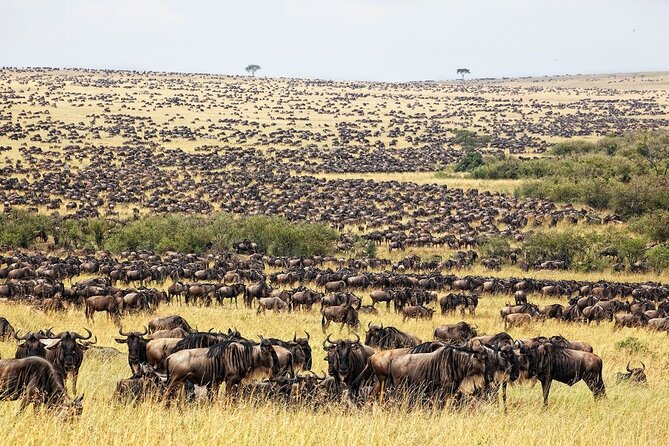 4-Day Private Tour in Masai Mara - Tour Highlights