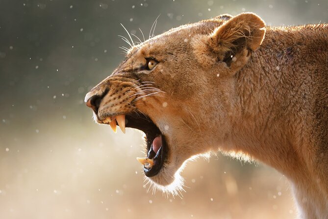 4 Day Private Wilderness Safari in Arusha - Accommodations and Meals