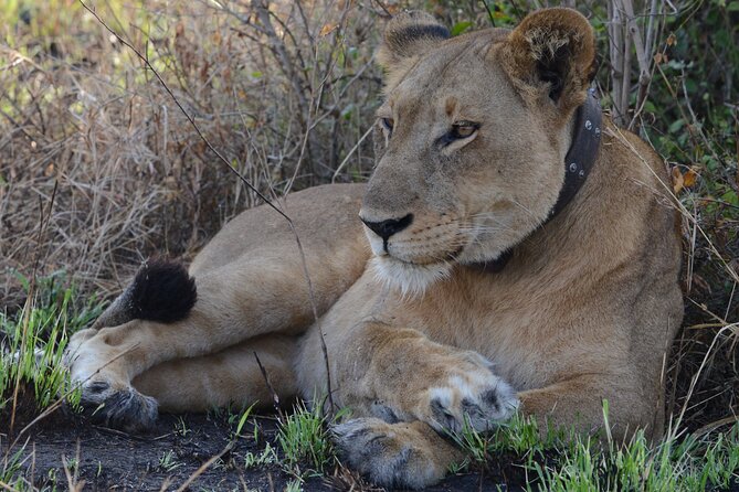 4-Day QENP, Gorillas in Bwindi and Lake Bunyonyi Relaxation - Included Activities