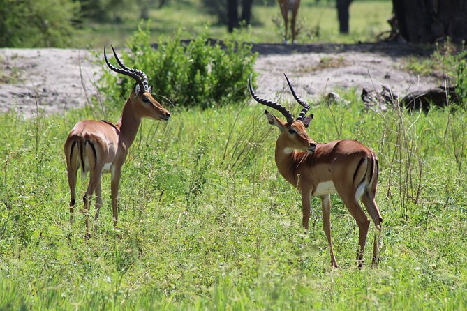 4-Day Safari in Tarangire, Serengeti & Ngorongoro (Mid-range) - Safari Itinerary Overview