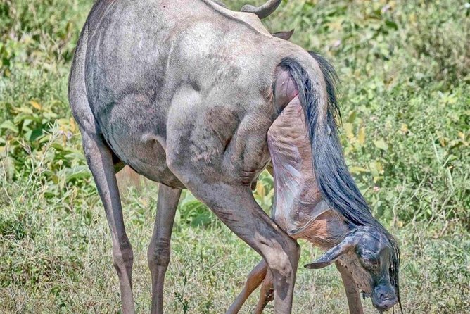 4-Day Safari: Lake Manyara, Serengeti & Ngorongoro - Accommodation Details