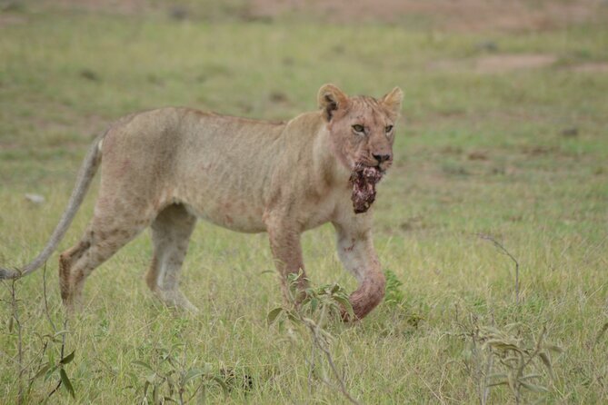 4-Day Safari to Tsavo and Amboseli From Diani Beach - Accommodation and Meals Included