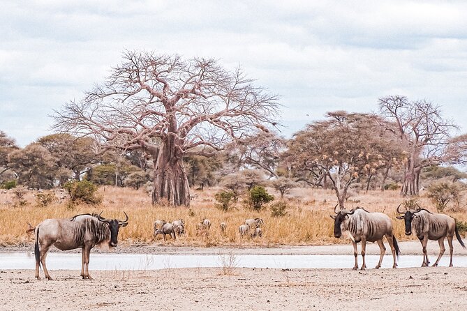 4-Day Shared Safari Tour With Complete Meals