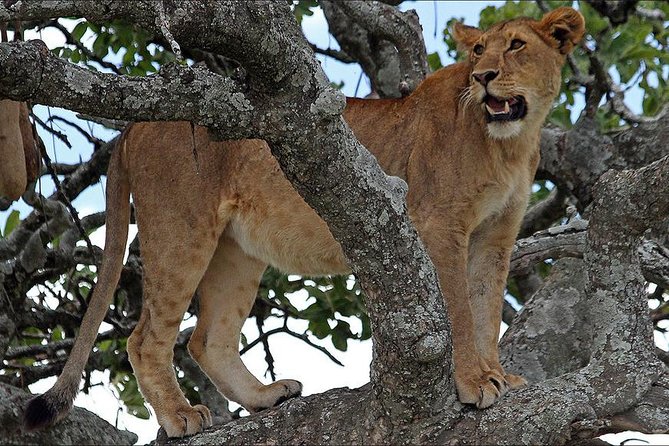 4-Day Tanzania Camping Safari to Lake Manyara, Serengeti, and Ngorongoro Crater - Itinerary Highlights