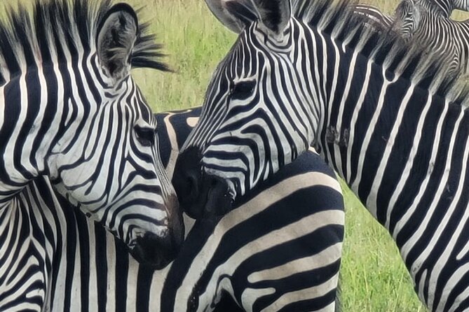 4 Days 3 Nights Safari to Mikumi National Park - Safari Itinerary Highlights