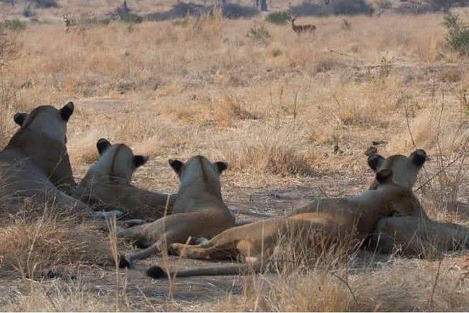 4 Days 3 Nights Safari to Ruaha National Park - Frequently Asked Questions