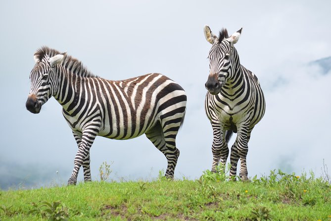 4 Days Authentic Honeymoon Safari Serengeti and Ngongoro Crater - Pickup and Logistics Details