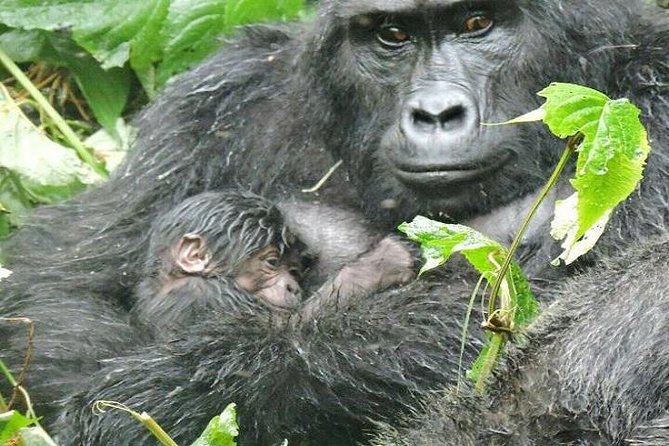 4 Days Gorilla Experience Uganda - Highlights of the Gorilla Encounter