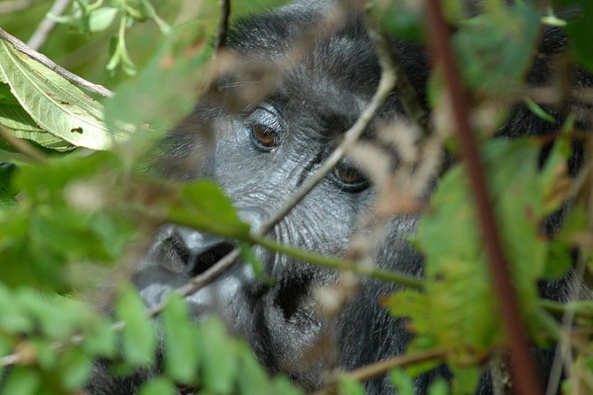4 Days Gorilla Safari Uganda