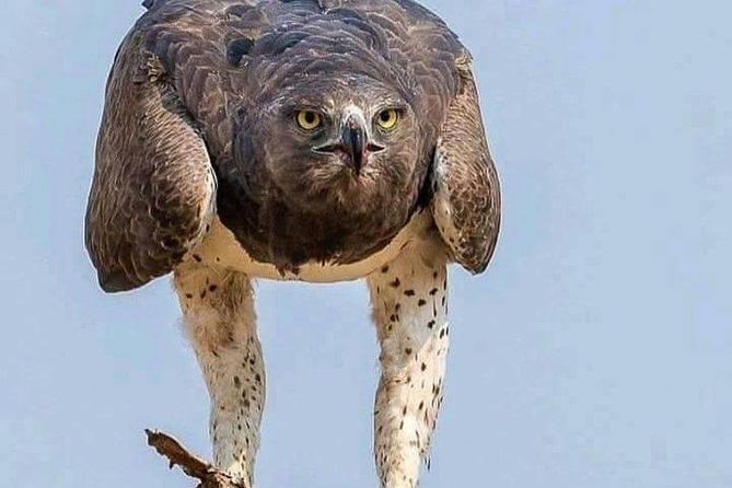 4 Days Join Group Safari in Serengeti, Ngorongoro and Lake Manyara National Park - Tour Inclusions