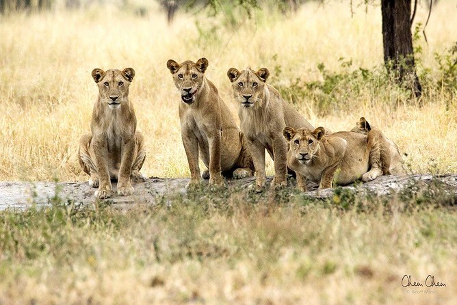 4 Days Joining Group Budget Camp Safari in Serengeti , Ngorongoro and Tarangire - Itinerary Highlights