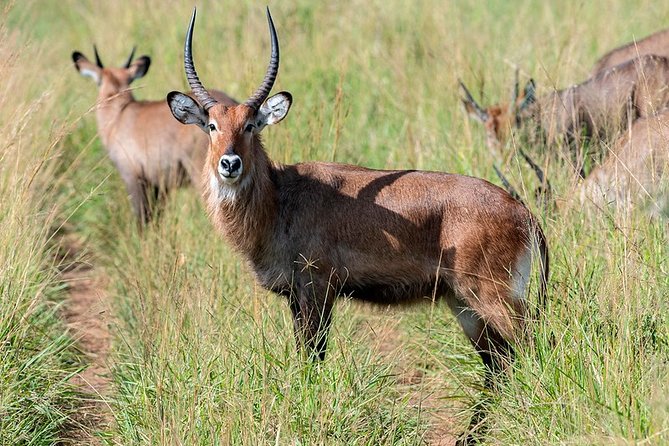 4 Days Kidepo Savannah Wildlife Safari - Accommodation Details