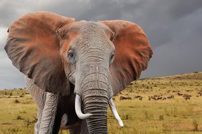 4 Days Masai Mara and Lake Nakuru Safari - Wildlife Viewing Opportunities