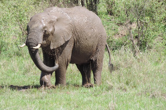 4 Days Masai Mara & Lake Nakuru Budget Safari From Nairobi - Itinerary Overview