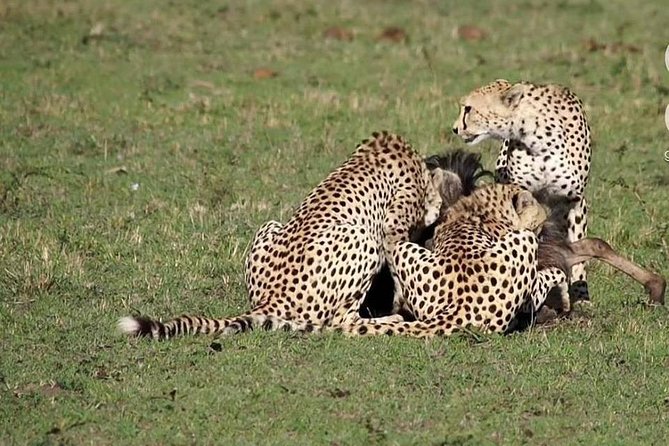 4 Days Masai Mara/Lake Nakuru Budget Safari - Itinerary Highlights