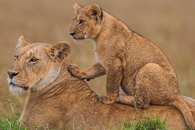 4 Days Masai Mara & Lake Nakuru Lodge Safari - Logistics and Confirmation