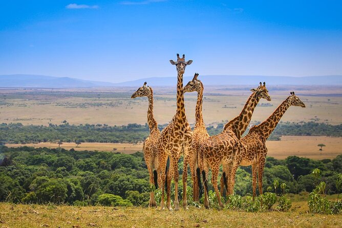 4 Days Masai Mara Nakuru Joining Safari - Safari Itinerary