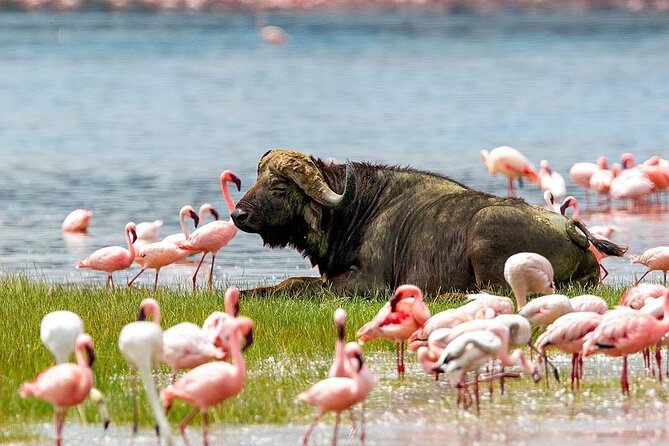 21 Best Safari Tours In Maasai Mara National Reserve