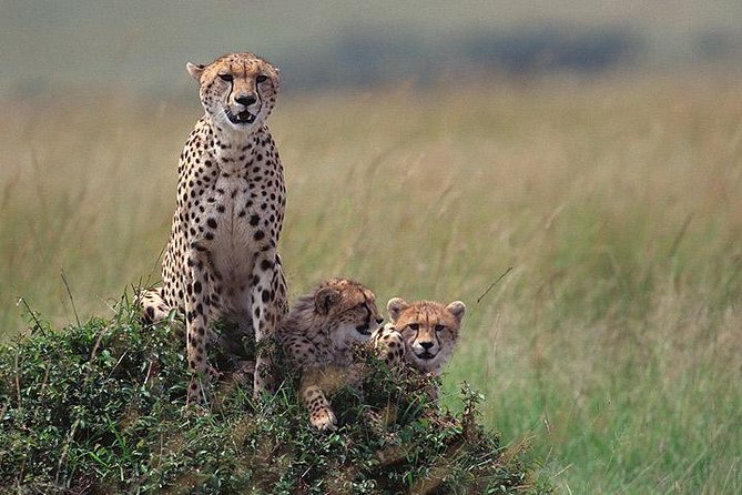 4 Days Northern Tanzania Wildlife Safari