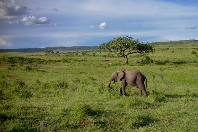 4 Days Safari Adventure Masai Mara and Nakuru Park Group - Itinerary Highlights