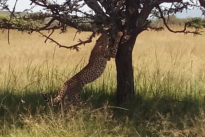 4 Days Safari to Lake Nakuru N/P and Maasai Mara N/R - Safari Activities and Sightings