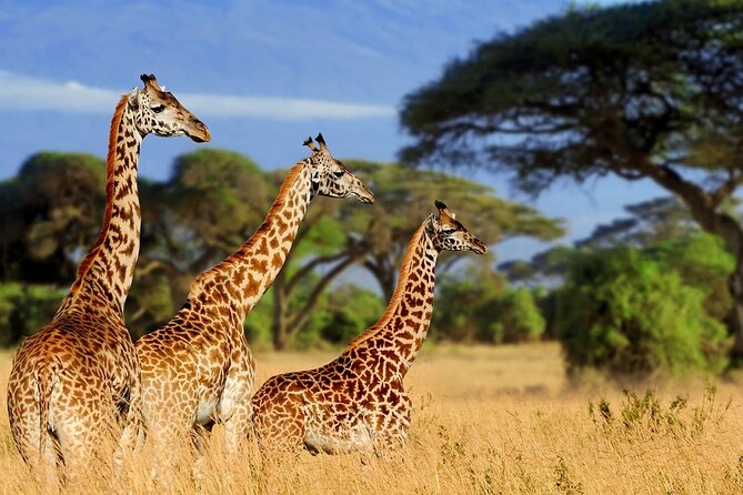 4 Days Scenic Tarangire, Ngorongoro, Serengeti Group Safari - Booking Information