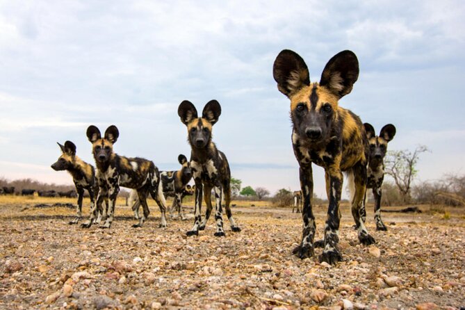 4 Days Selous Game Reserve Wildlife Encounter Safari - Wildlife Encounters Schedule