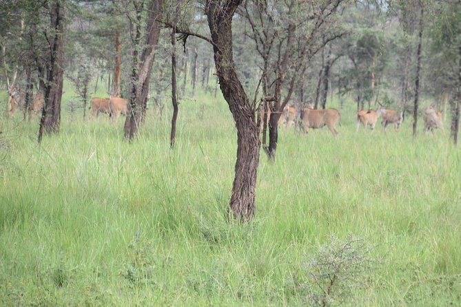 4 Days Sipi Falls and Pian-Upe Wildlife Safari - Accommodations