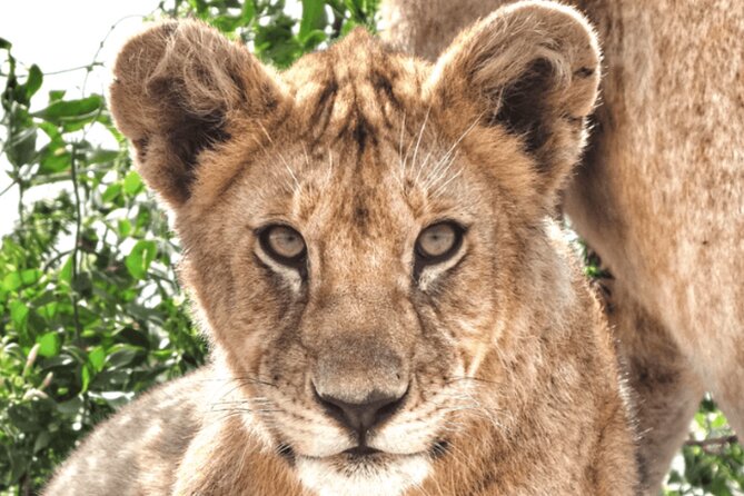 4 Days Tanzania National Parks Private Safari From Zanzibar - Inclusions and Exclusions