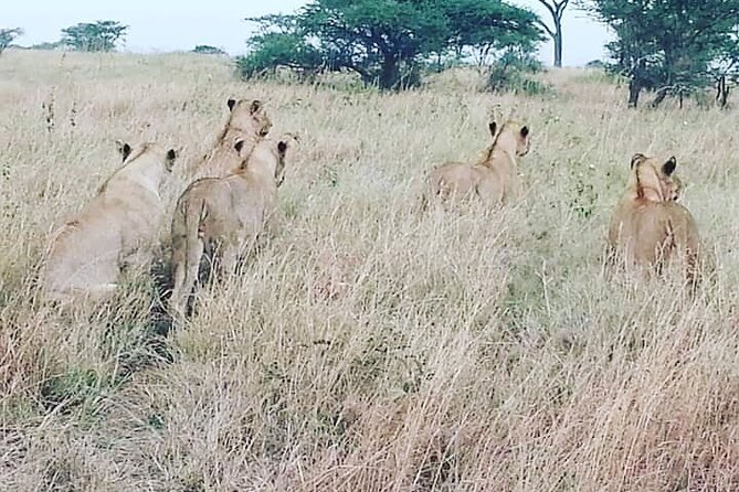 4 Days Tanzania Safari From Zanzibar Itinerary - Day 3: Ngorongoro Crater Adventure