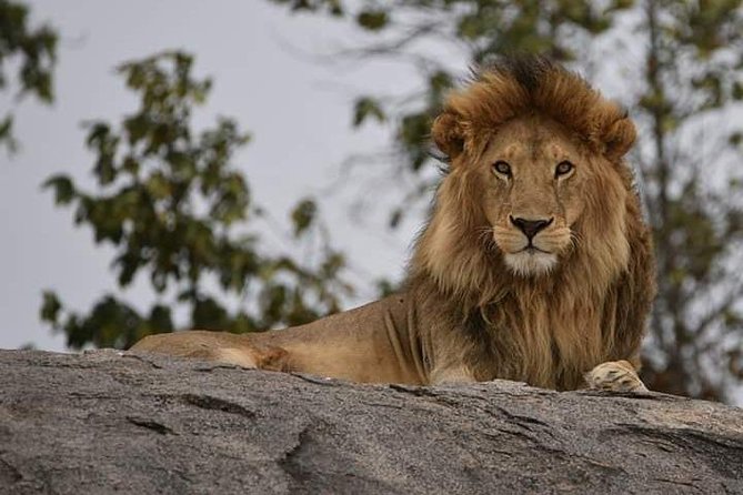 4 Days Tanzania Safari