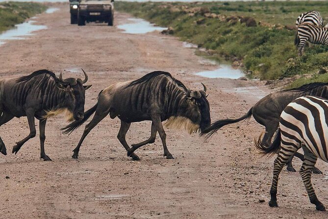 4-Days, Tarangire, Serengeti, and Ngorongoro Crater Join Tour - Tour Inclusions