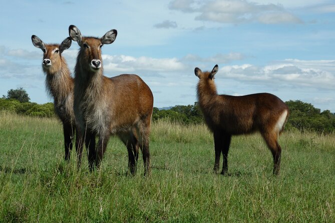 4 Days Trekking to Mt Kenya.Sirimon-Naromoru Route. - Day 1: Sirimon Gate to Old Moses Camp