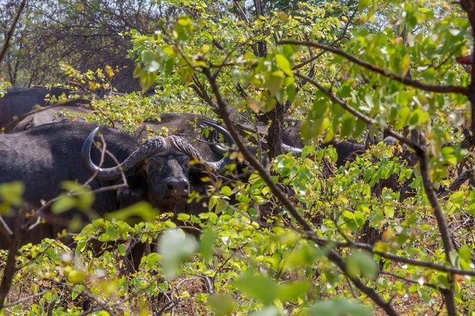 4 Days Victoria Falls Zimbabwe With Chobe National Park Safari Botswana and Livingstone Zambia - Additional Information