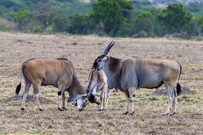 3 Best 4 Day Tours In Kenya